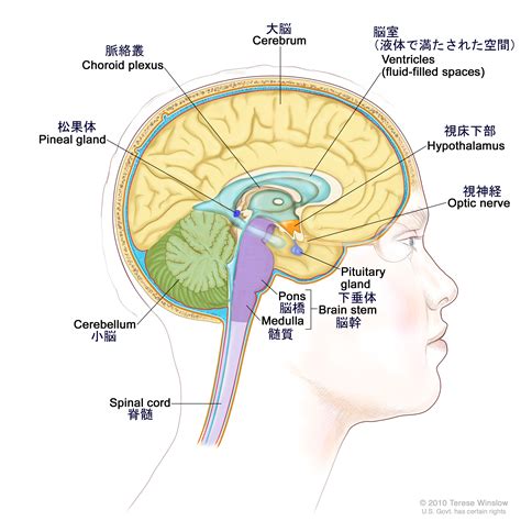 頭部位置|脳の解剖とはたらき